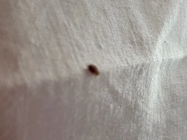 Punaise de lit repérée sur un drap au cours d'une inspection