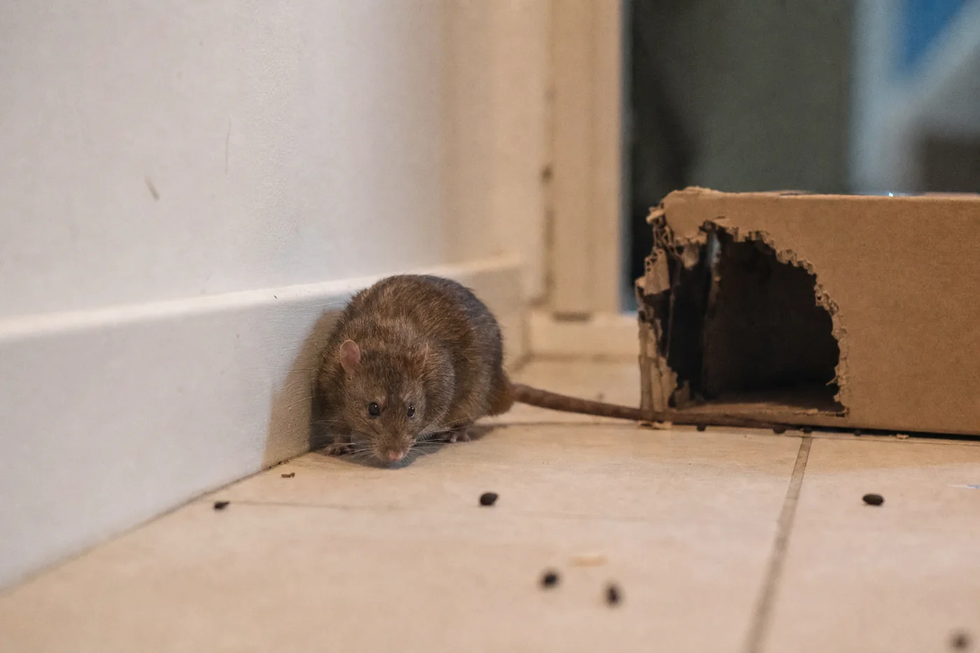 Rat le long d'une plinthe, près d'un carton rongé