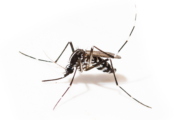 Moustique tigre