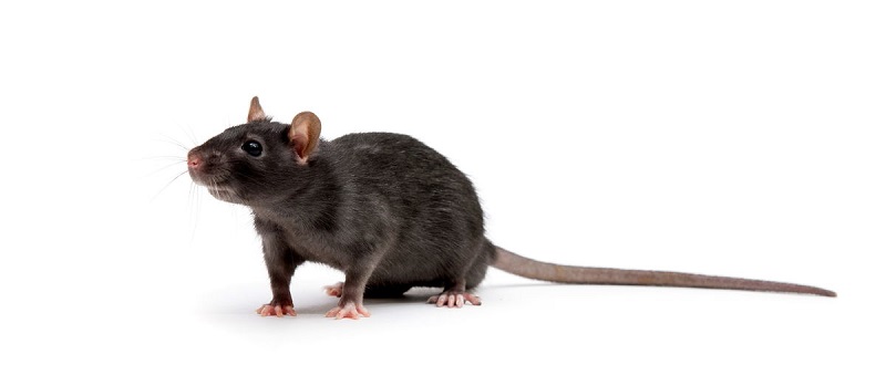Rat