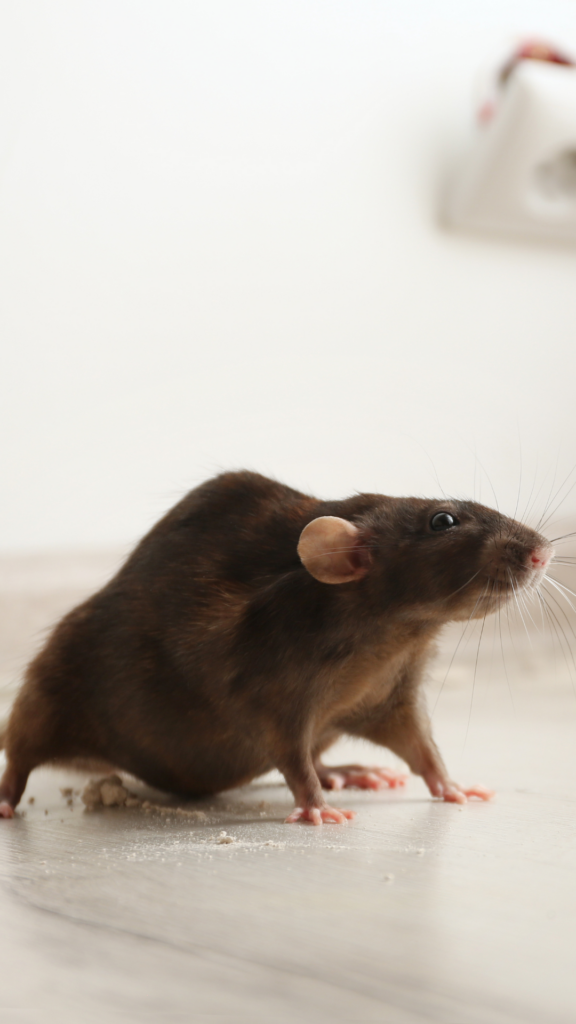 souris dans une maison