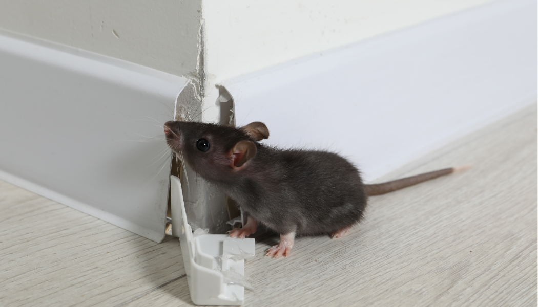 une souris ou rat est dans un coin de mur devant des plinthes