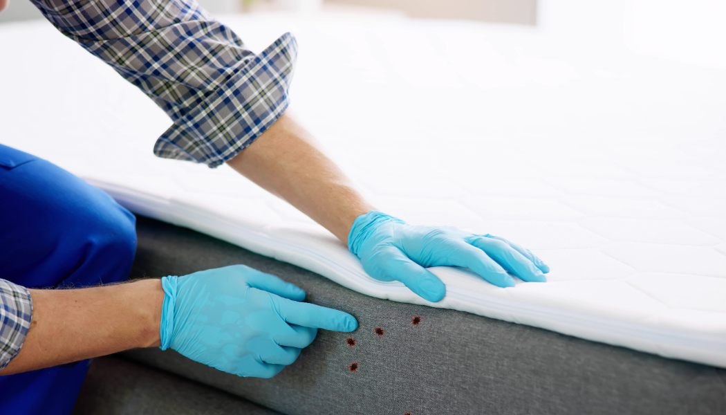 personne cherchant les signes de punaises de lit sur un matelas