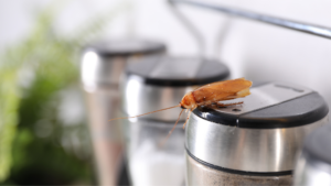 Un cafard sur des boîtes à épices dans la cuisine
