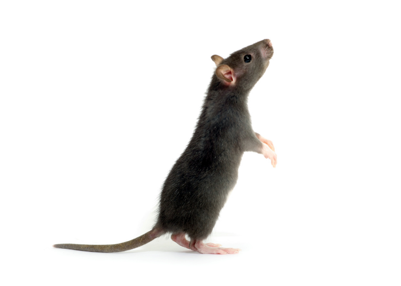 rat debout
