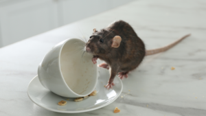 Invasion de rats