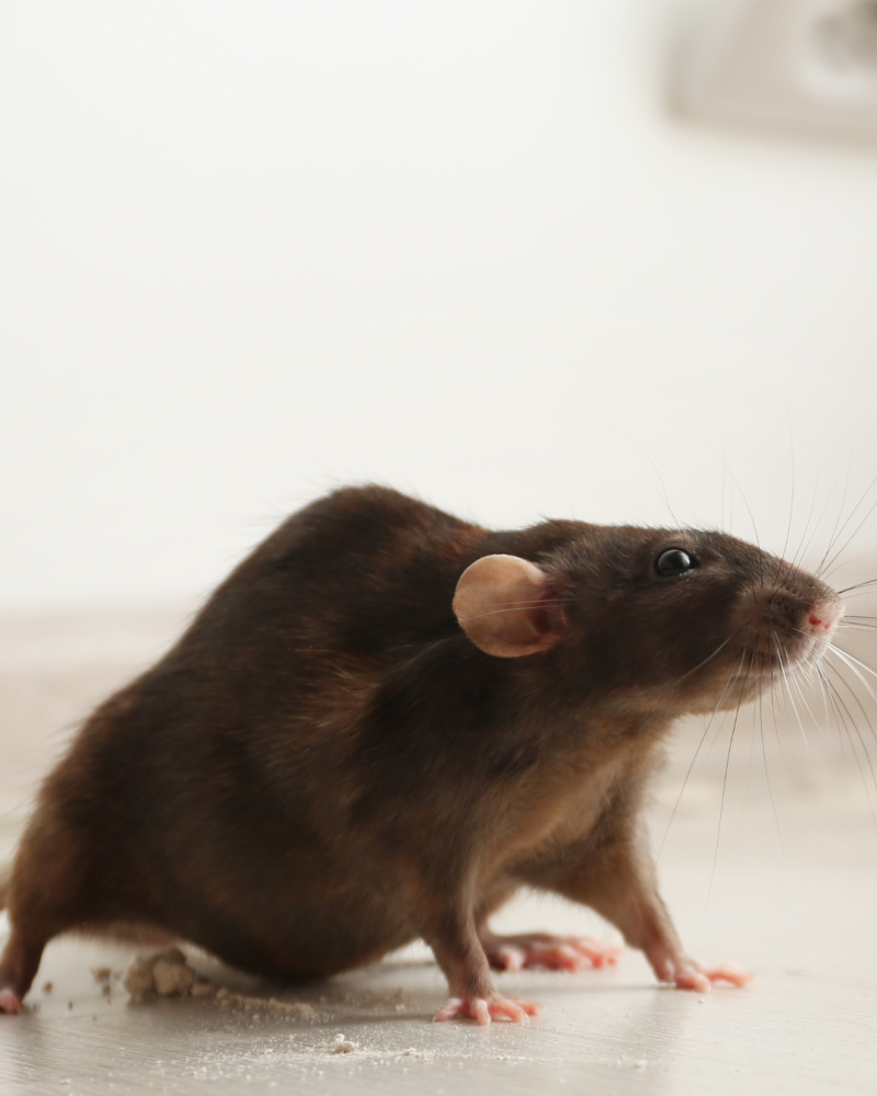 souris dans une maison